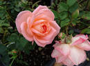 Deb's Delight rose photo