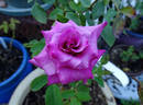 Dejá Blu ™ rose photo