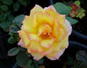 Delightful Phyllis rose photo