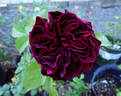 Diablo Hawk rose photo