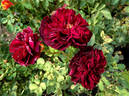 Diablo Hawk rose photo
