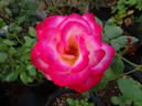 Dina Gee rose photo
