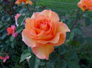 Doris Tysterman rose photo
