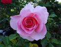 Dr. Jane Goodall rose photo