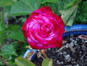 Dreamcatcher rose photo