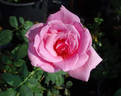 Eiffel Tower rose photo