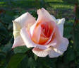 Elfi von Dassanowsky rose photo