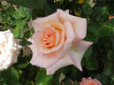 Elfi von Dassanowsky rose photo