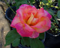 Elizabeth Scholtz rose photo