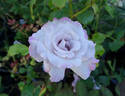 Eloquence rose photo