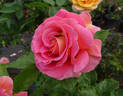Emma Haftl rose photo