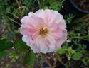 English Elegance rose photo