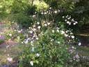 White Cécile Brunner rose photo