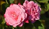 Beautiful Girl rose photo