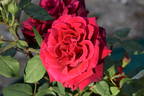 Deep Secret rose photo