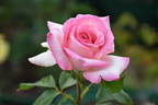 Our Rosamond rose photo