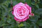 Daily Sketch rose photo