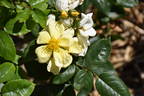 Bloomfield Dainty rose photo