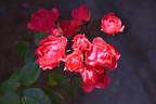 Red Riding Hood rose photo
