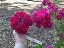 Turner's Crimson Rambler rose photo