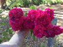 Turner's Crimson Rambler rose photo