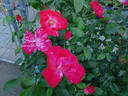 Festival Fanfare ® rose photo