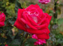 Fire 'n' Ice ™ rose photo