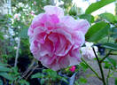 Flamingo Dancer rose photo