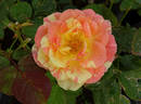 Flirtatious ™ rose photo