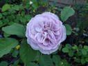 Florence Delattre ® rose photo