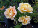 Fred Howard rose photo