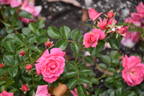 Palmengarten Frankfurt ™ rose photo