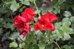 Apache rose photo