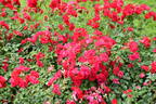 Rotilia ® rose photo