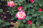Christoph Columbus rose photo