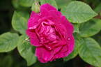 Climbing Captain Hayward rose photo