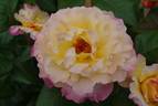 Aquarell rose photo
