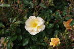 Amber Sun ® rose photo