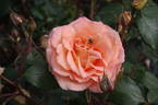 Fairest Cape ® Panarosa rose photo