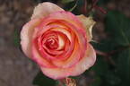 Fairest Cape ® Panarosa rose photo