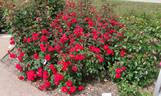 Brillant Korsar rose photo