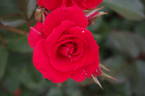 Brillant Korsar rose photo