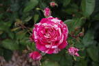 Papageno ® rose photo