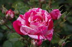 Papageno ® rose photo