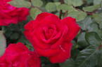 Grande Amore ® rose photo