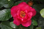 So Pretty rose photo