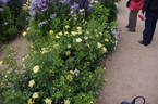 Landora ® rose photo