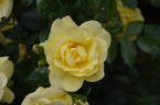 Landora ® rose photo