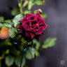 Black Beauty '99 rose photo