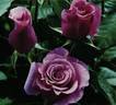 Shocking Blue ® rose photo